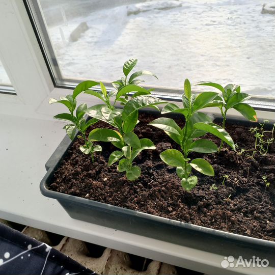 Мандариновое дерево в горшке