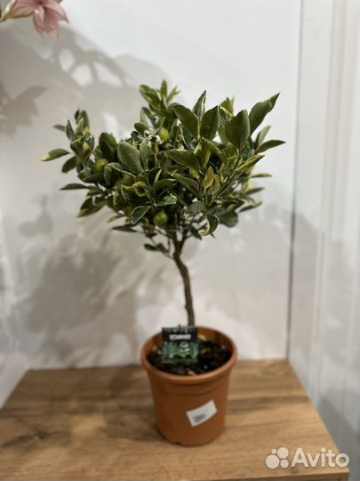 Цитрофортунелла Каламондин Вариегата цветы/плоды