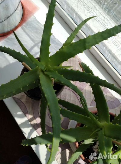 Алоэ столетник лечебный взрослый с big отростками