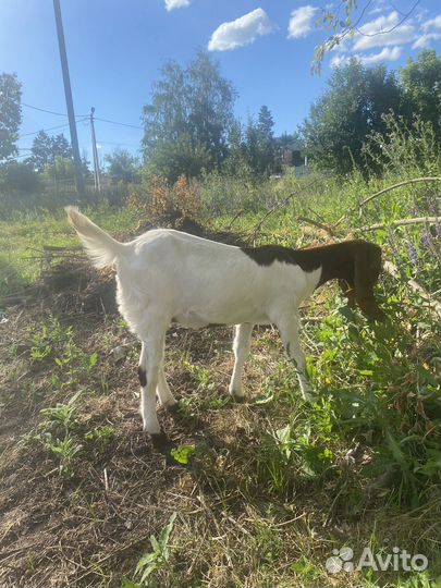 Коза камори 87%