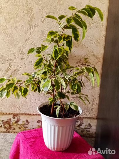 Фикус бенджамина пестролистный