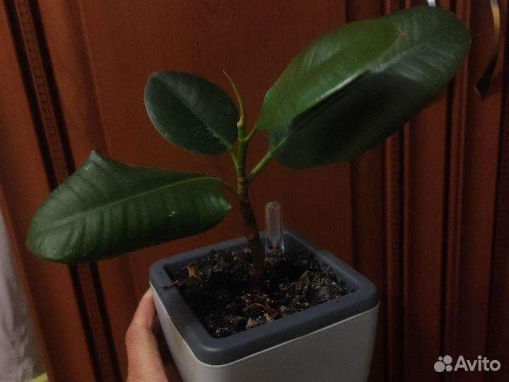 Фикус Эластика Робуста