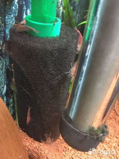 Креветки Вишни аквариумные, мох яванский