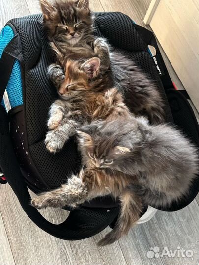 Котята мейн-кун