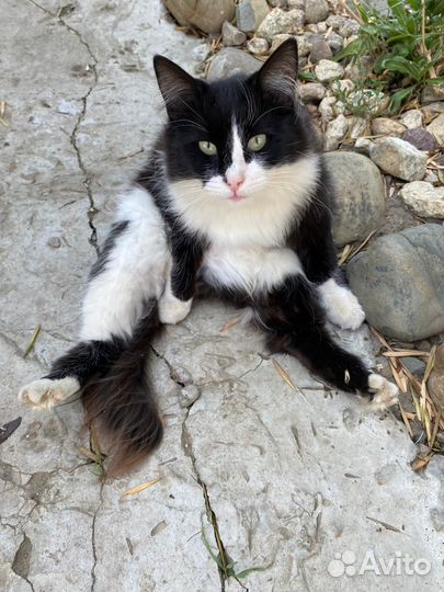 Кошки в добрые руки отдам бесплатно