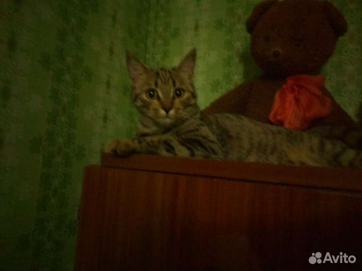 Очень нужен постоянный дом и заботливые хозяева