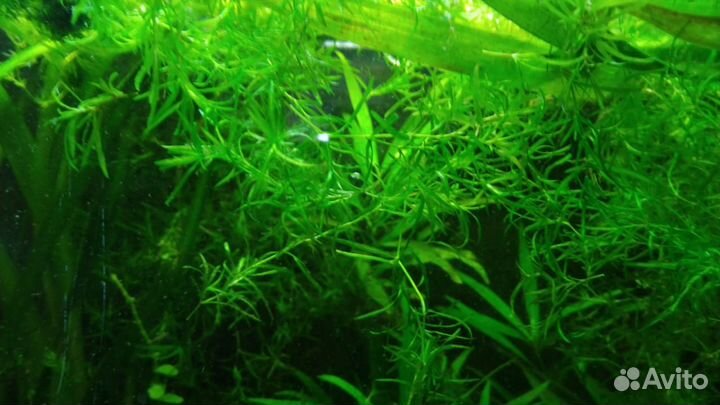 Аквариумные растения прополка