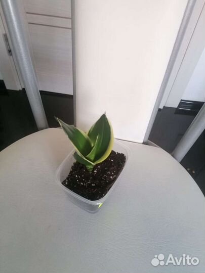 Сансевиерия Ханни Голден Блек