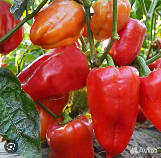 Перец болгарский Сабля и Романцова рассада