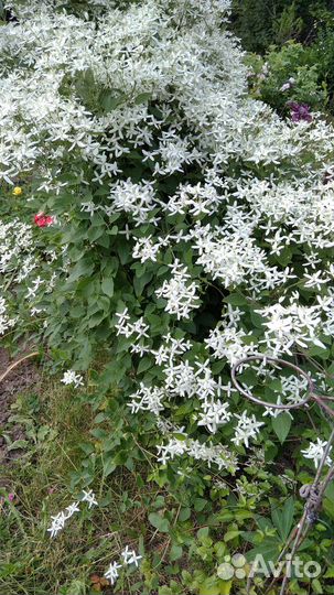 Клематисы, хосты