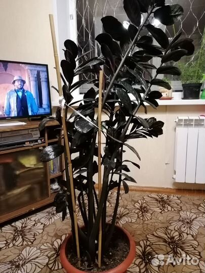 Доллоровое дерево