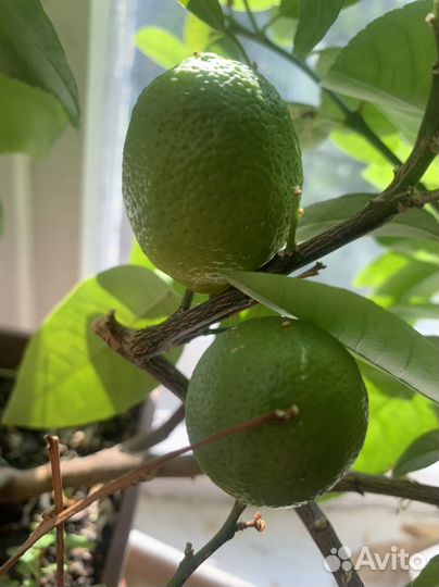 Лимон Мейера