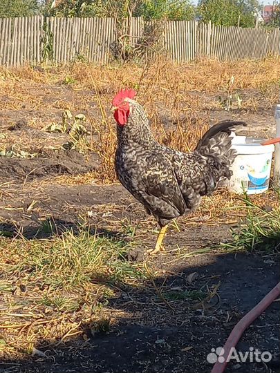 Молодые петухи