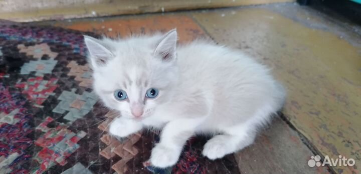 Сиамские котята бесплатно