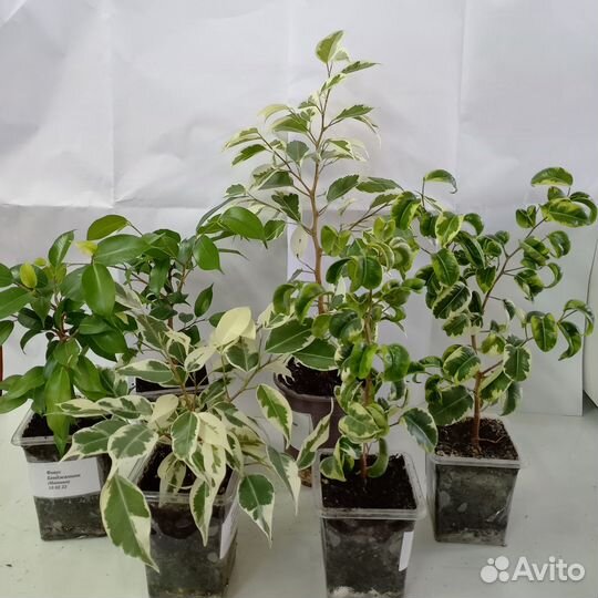 Фикусы