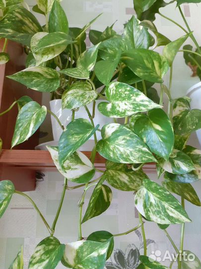 Сциндапсус