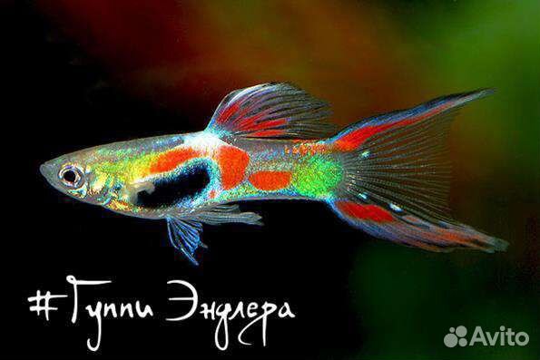 Рыбки, растения