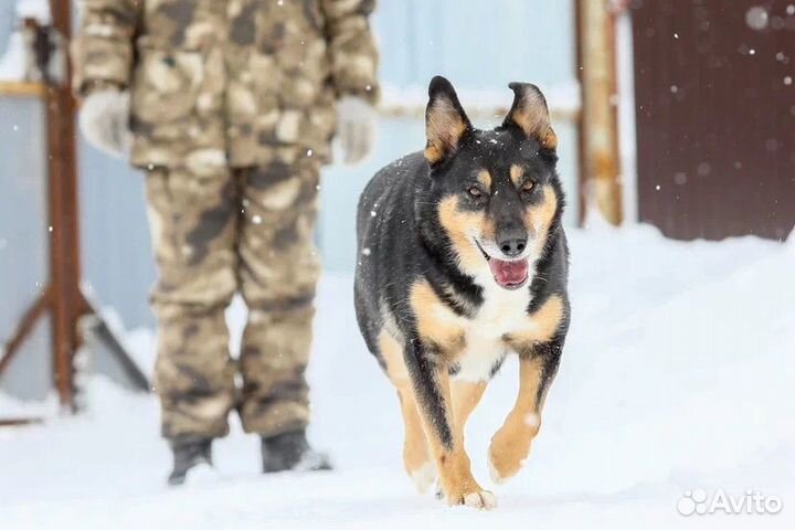 Собака в добрые руки