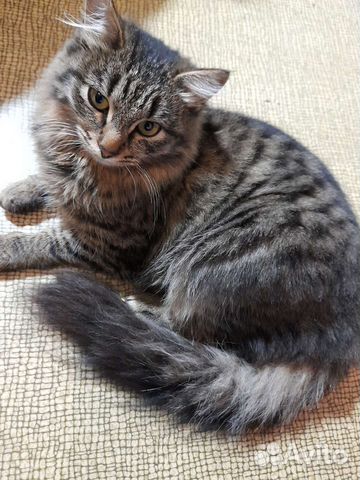 Кошечка Дуся