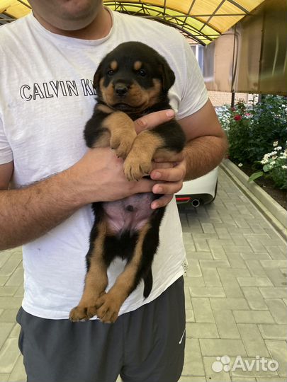 Щенки ротвейлера