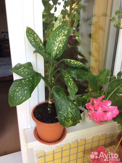 Диффенбахия