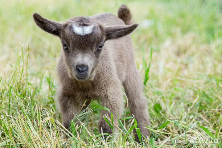Продам камерунского козлика