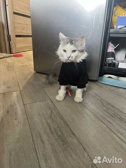 Крупный кот