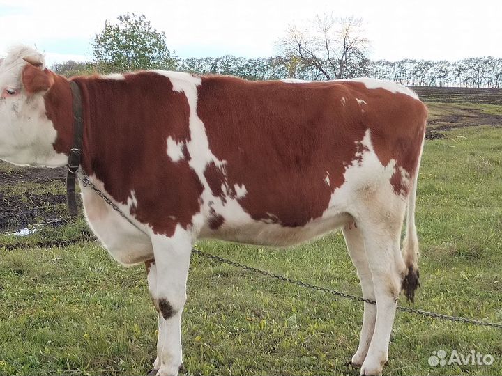 Телки стельные