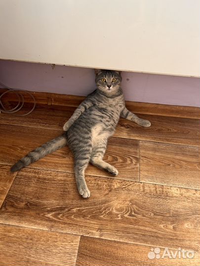 Отдам кошку в добрые руки