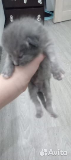 Котята отдам в добрые руки бесплатно