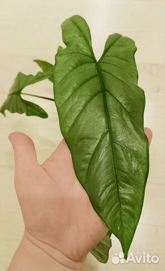 Алоказия коразон