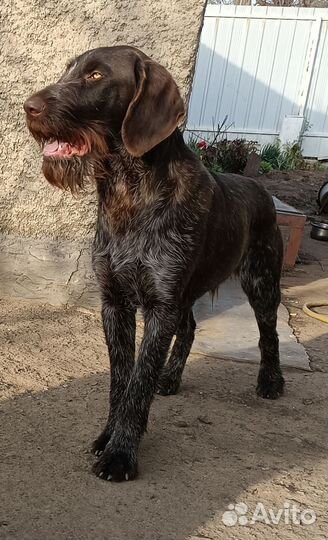 Щенки дратхаара