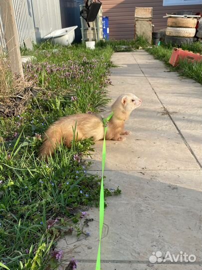 Хорек вязка