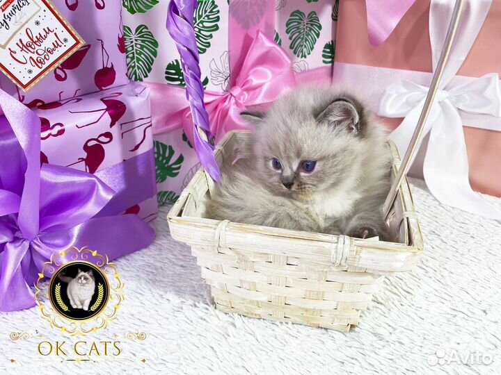 Чистокровный рэгдолл шоу в редком линкс окрасе