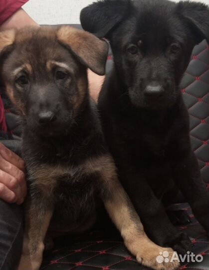 Щенки немецкой овчарки