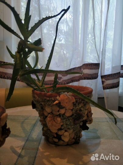 Комнатные цветы