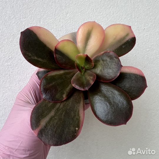 Суккуленты/ Эчеверии