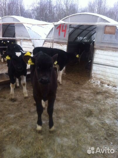 Бычки телки