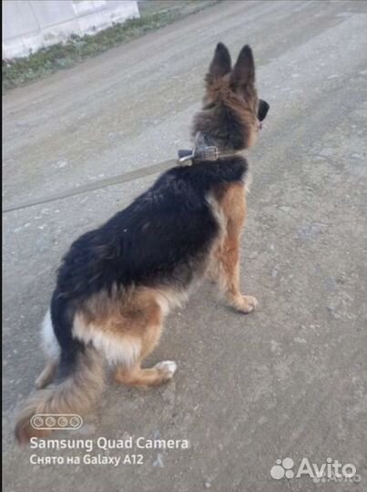 Продам щенят немецкой овчарки