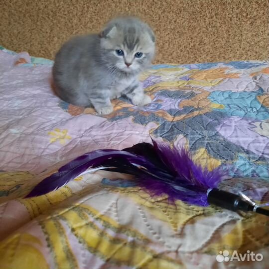 Шотландская