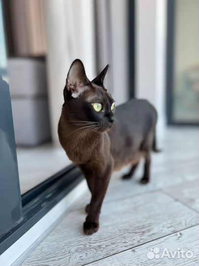 Европейская бурма котята
