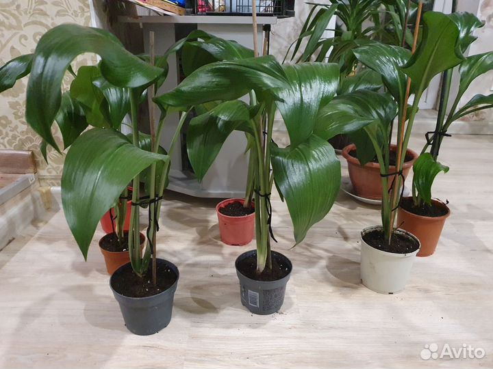 Амазонская Лилия Эухарис