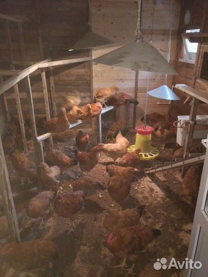 Яйца домашние деревенские