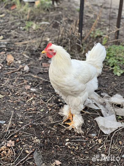Петухи домашние