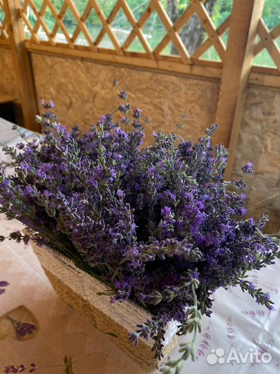 Лаванда(букеты)