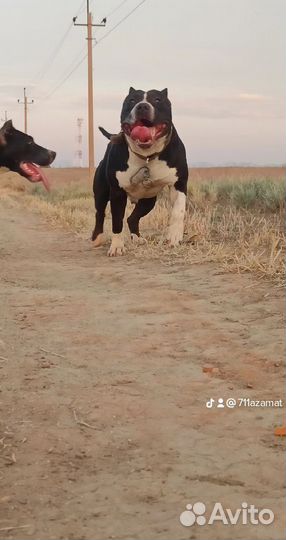 Стаффордширский терьер