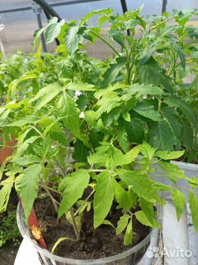 Рассада помидор