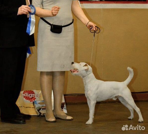 Парсон Рассел терьер Вязка