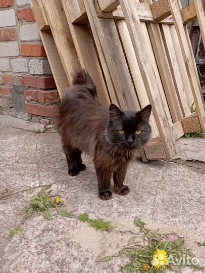 Сибирский кот