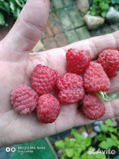 Малиновое дерево,Крепыш